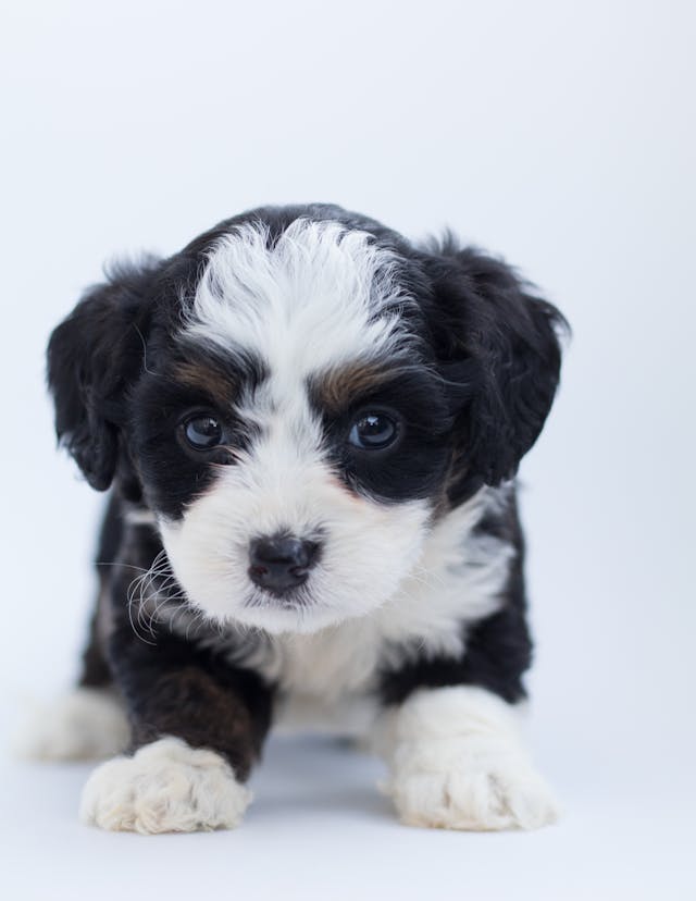Celebrating National Puppy Day: A Day Full of Love, Cuddles, and Puppy Smiles!
